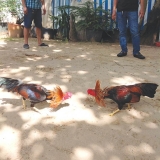 Đá gà Thomo – Điểm đến lý tưởng của các tay đá gà kỳ cựu