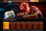 SV388 đá gà trực tiếp – Ông trùm trong giới cá cược đá gà